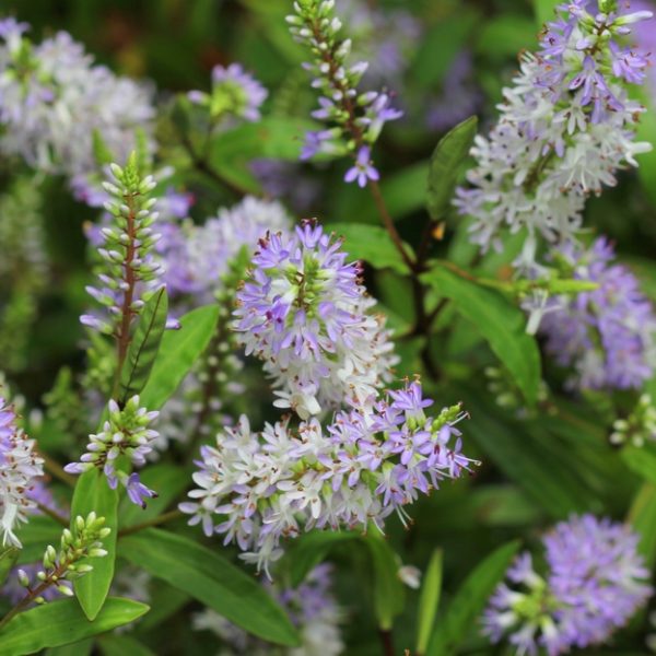 The Hebe 'Lavender Lass' 6" Pot is beautifully adorned with a cluster of purple and white flowers and green leaves, showcasing dense, spiky blooms in various growth stages.