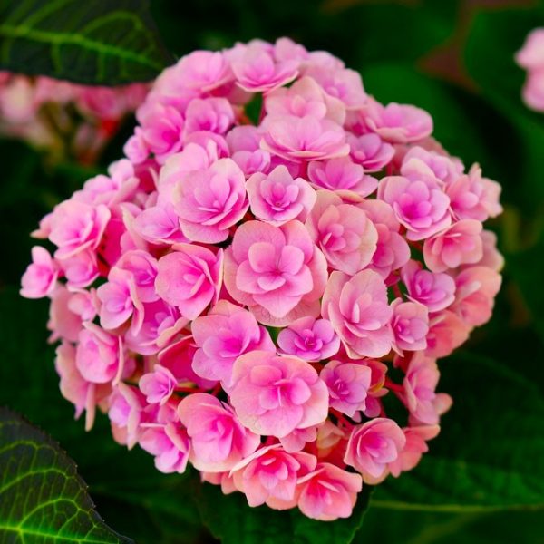 A cluster of pink Hydrangea 'Princess Diana' PBR flowers in full bloom, encircled by lush green leaves in an 8" pot.