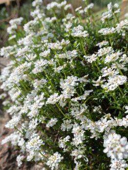Iberis 'Candy Tuft' flourishes densely in gardens with its delicate white blooms and lush greenery.