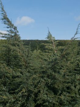 Tall conifer trees against a blue sky with clouds and a hedge in the background.