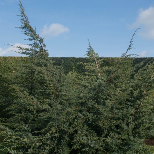 Tall conifer trees against a blue sky with clouds and a hedge in the background.