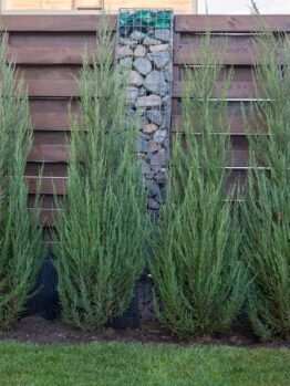Five tall, narrow evergreen shrubs are planted in front of a wooden fence with a stone column.