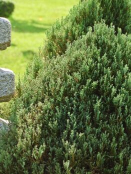 Green bush next to a stone structure with a stacked design, set against a grass backdrop.