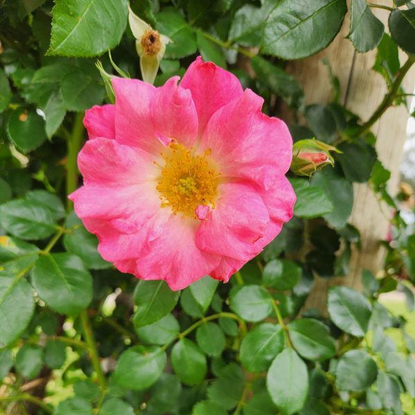Close-up of Rose 'Ali Baba' Climber, showcasing vibrant pink petals with a gentle yellow center, framed by lush green foliage.