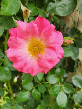 Close-up of Rose 'Ali Baba' Climber, showcasing vibrant pink petals with a gentle yellow center, framed by lush green foliage.
