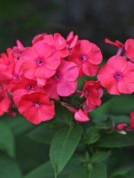Close-up of vibrant Phlox 'Famous Cerise' blooms with lush green foliage in the background, thriving beautifully in their 4" pot.