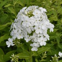 Close-up of Phlox 'Famous Cerise' flowers with small white petals, nestled in a 4" pot, surrounded by lush green leaves.