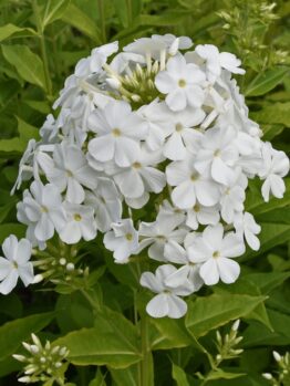 Close-up of Phlox 'Famous Cerise' flowers with small white petals, nestled in a 4" pot, surrounded by lush green leaves.