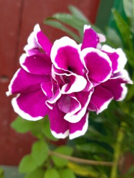 A close-up of the vibrant Petunia 'Lavender Sky' in a 6" pot, showcasing its radiant petals against a blurred backdrop of lush greenery and a rustic red wall.