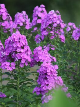 Bright pink phlox blooms atop tall green stems contrast beautifully with the delicate elegance of Phlox 'Famous White' 4" Pot (Copy), set against a blurred natural background.