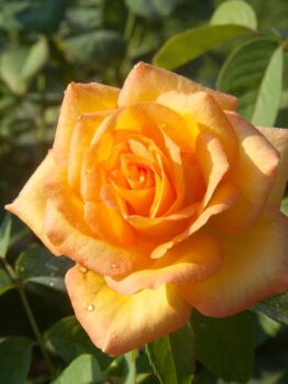 A close-up of a blooming orange Rose 'Frida Kahlo™' Bush Form with green leaves in the background.