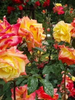 Vibrant roses with red and yellow petals bloom among green leaves in a garden setting.