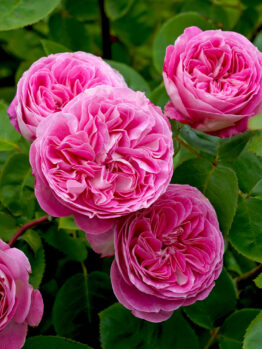 Rose 'Bonica' Bush from Form Growers Flash Sale showcases pink roses nestled among lush green leaves.