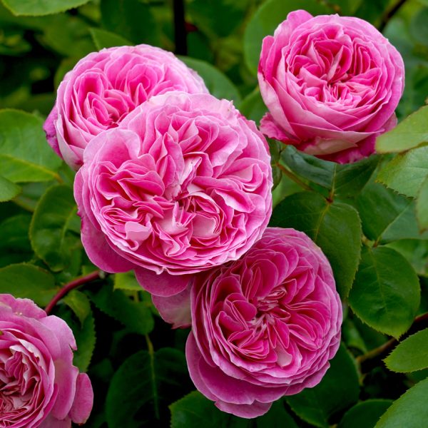 Rose 'Bonica' Bush from Form Growers Flash Sale showcases pink roses nestled among lush green leaves.
