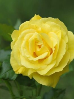 A Rose 'Gold and Great' Bush Rose in full bloom, encircled by buds and vibrant green leaves, stands out against a softly blurred green backdrop.