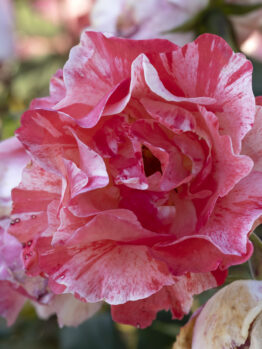 Close-up of a Rose 'Frida Kahlo™' Bush Form, featuring a pink and white striped blossom in full bloom, surrounded by lush greenery and faded petals in the background.