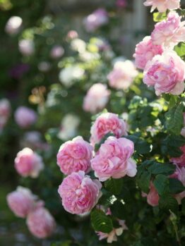 A lush bush featuring clusters of pink Henri Matisse Roses blooms vibrantly against a softly blurred backdrop of greenery.