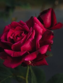 The blooming dark red Rose 'Guinea' Climber and its partially closed bud create an elegant harmony against a blurred dark background.