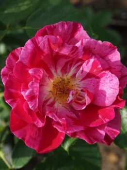 A vibrant close-up of the Rose 'Grimaldi' Bush Form in full bloom, showcasing its stunning red and pink petals against a backdrop of lush green leaves.