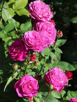 A cluster of vibrant pink Rose 'Guy Savoy' Bush Form blooms surrounded by lush green leaves.