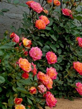 Bushes with vibrant pink and orange Henri Matisse Roses in bloom, surrounded by green leaves, next to a concrete path.