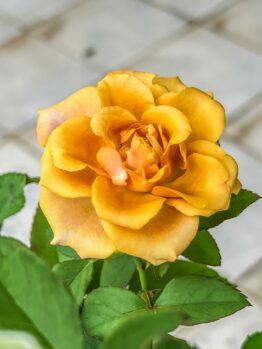 A close-up of Rose 'Midas Touch' Bush Form in bloom, featuring its yellow petals and green leaves against a blurred, light-tiled background.