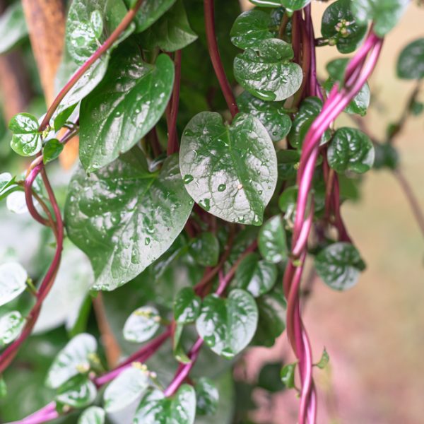 Close-up of green leafy vines with purple stems and droplets on leaves, growing around a wooden pole.