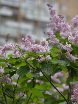 Lilac flowers with green leaves in the foreground, with a blurred apartment building in the background.