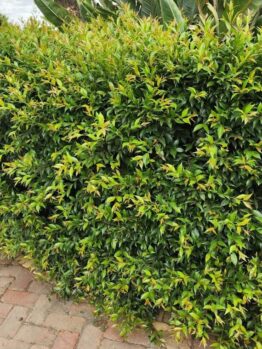 A dense green hedge with small leaves grows alongside a paved walkway.