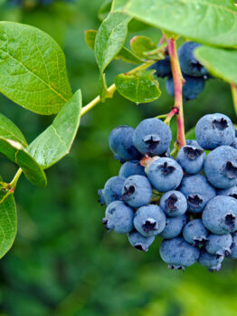 A cluster of ripe Vaccinium 'Blue Joy' blueberries hangs on a branch, complemented by vibrant green leaves in the background, highlighting the beauty of these berries from a 6" pot.