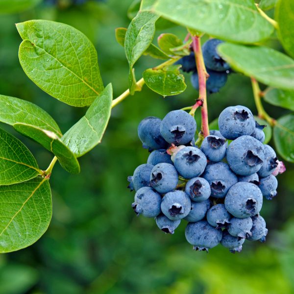 A cluster of ripe Vaccinium 'Blue Joy' blueberries hangs on a branch, complemented by vibrant green leaves in the background, highlighting the beauty of these berries from a 6" pot.