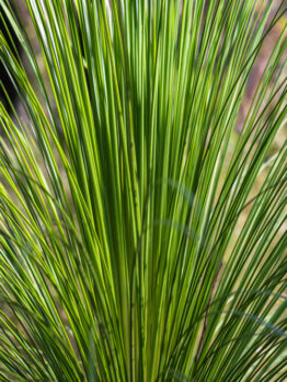 Close-up of a green palm frond with long, slender leaves radiating outward against a blurred background.