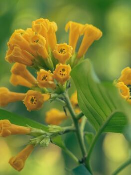 Small, trumpet-shaped yellow flowers bloom against green leaves in soft focus, thriving in an Agastache 'Arizona Sun' 4" Pot.