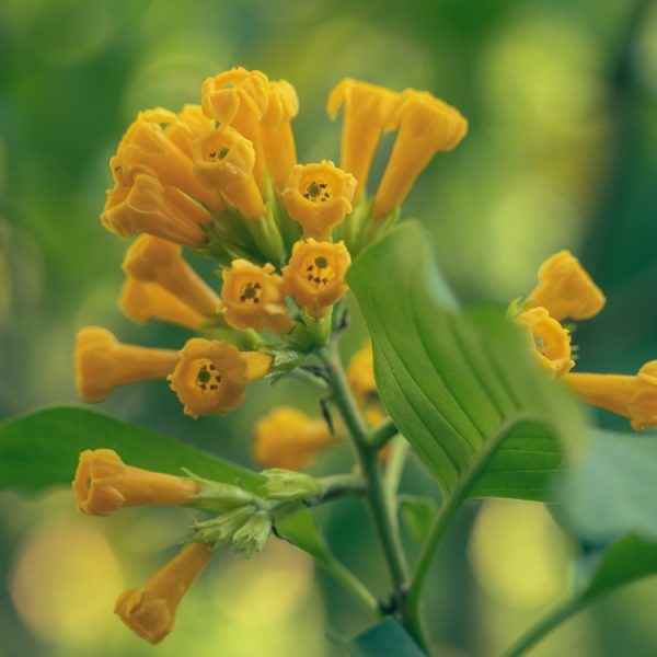 Small, trumpet-shaped yellow flowers bloom against green leaves in soft focus, thriving in an Agastache 'Arizona Sun' 4" Pot.
