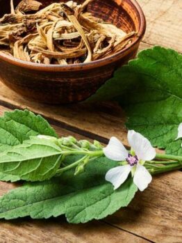 The Althaea 'Marshmallow Root' 4" Pot sits beside fresh green leaves and delicate white flowers on a wooden surface, capturing the gentle essence of Althaea in every detail.