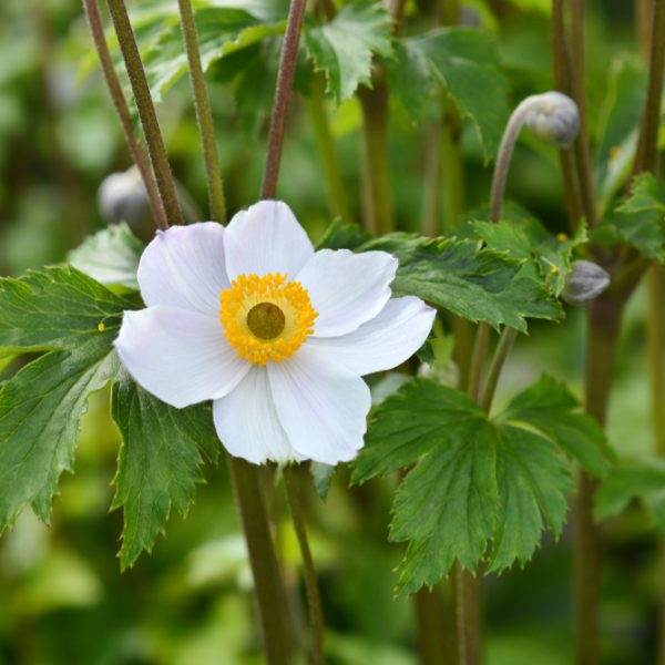 In a tranquil garden, the Anemone ‘Elfin Swan’ in a 6" pot blooms with its white petals and bright yellow center, surrounded by lush green leaves.