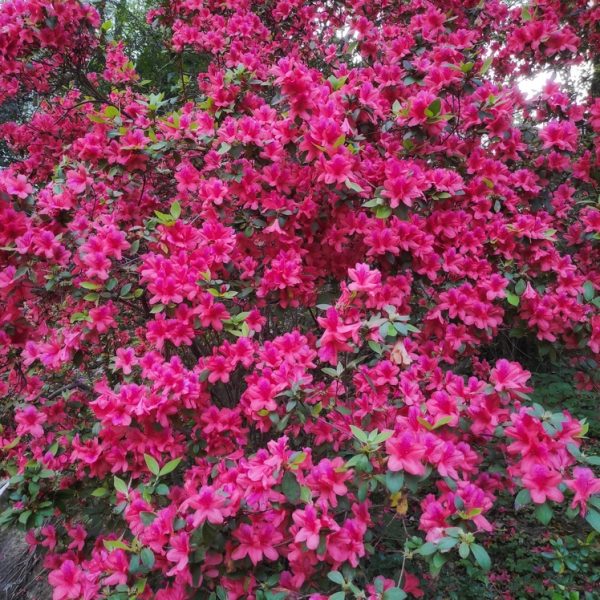 Azalea 'Gumpo Lavender' flowers densely cover a bush with bright pink blooms amidst green leaves, set against a backdrop of trees.