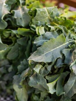Broccoli 'Spigarello' 4" Pots filled with fresh leaves, evocative of kale, arranged on a checkered surface with water droplets glistening on them.
