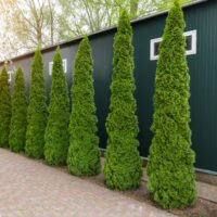 Tall, conical evergreen trees line a brick pathway beside a green metal building with small windows, under a canopy of leafy trees. thuja occidentalis green columnar conifer upright thin