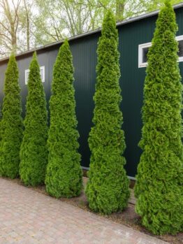 Tall, conical evergreen trees line a brick pathway beside a green metal building with small windows, under a canopy of leafy trees. thuja occidentalis green columnar conifer upright thin