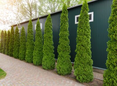 Tall, conical evergreen trees line a brick pathway beside a green metal building with small windows, under a canopy of leafy trees. thuja occidentalis green columnar conifer upright thin