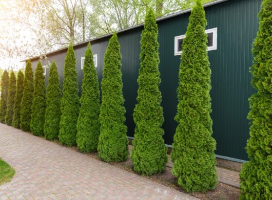 Tall, conical evergreen trees line a brick pathway beside a green metal building with small windows, under a canopy of leafy trees. thuja occidentalis green columnar conifer upright thin