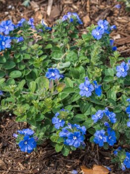 A patch of vibrant blue flowers with green leaves growing on a mulched garden bed.