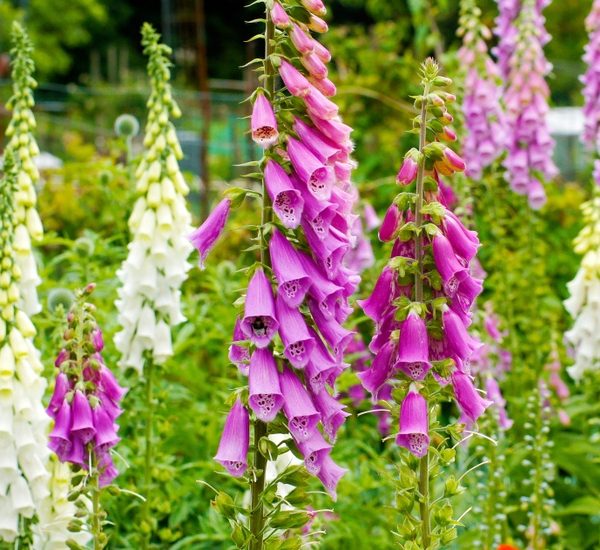 Digitalis 'Foxy Mix' in a 4" pot blooms elegantly with purple, pink, white, and blue hues softened by lush green foliage, thriving beautifully in garden settings.
