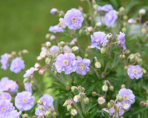 In a garden, green leaves and buds complement the pale purple, multi-petaled blossoms akin to the "Geranium 'Summer Skies'" thriving in a 6" pot.