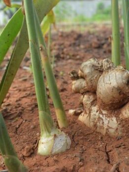The Zingiber 'Ginger Root' 5" Pot features a thriving ginger plant with vibrant green stems and visible roots nestled in rich reddish-brown soil, showcasing its distinct beauty.