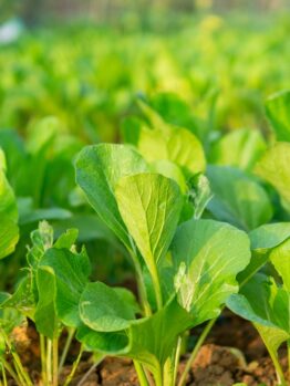 Close-up of a lush vegetable garden with young 4'' Mustard Greens thriving in rich soil, basking under sunlight.