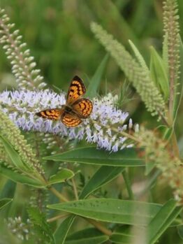 A small orange and black butterfly rests on purple flowers amid lush greenery, with a Piper 'Large Betel Leaf' Vine 5" Pot delicately weaving through the scene.