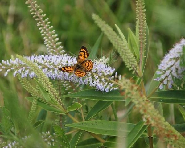 A small orange and black butterfly rests on purple flowers amid lush greenery, with a Piper 'Large Betel Leaf' Vine 5" Pot delicately weaving through the scene.