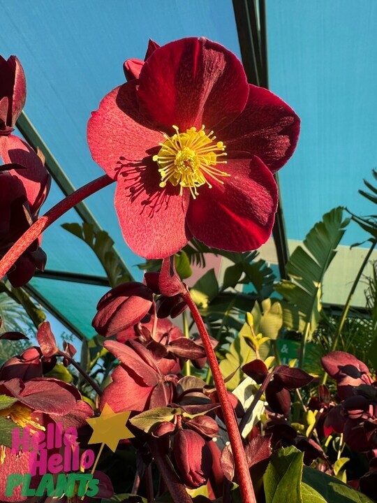 Helleborus 'Ice 'n Roses' Merlot Hellebore - Image 2